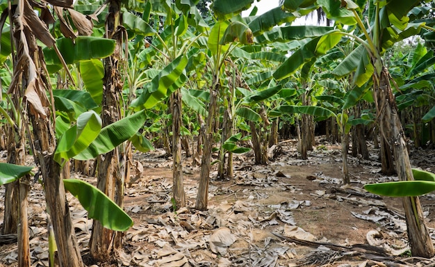 Banana tree plantation