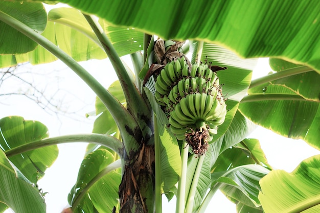 Banana on tree at sky.