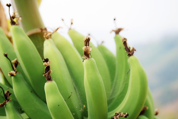 Banana on tree at sunligh with the sky.