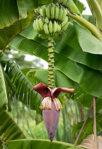 Banana tree with banana blossom