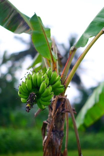 Photo a banana tree with a bunch of bananas on it