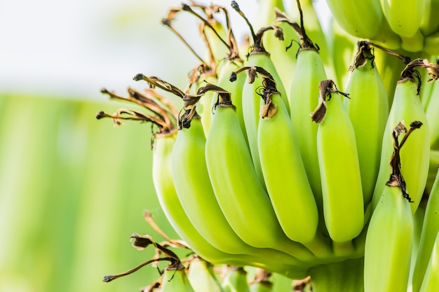 Фото Банановое дерево с пучком сырых зеленых бананов