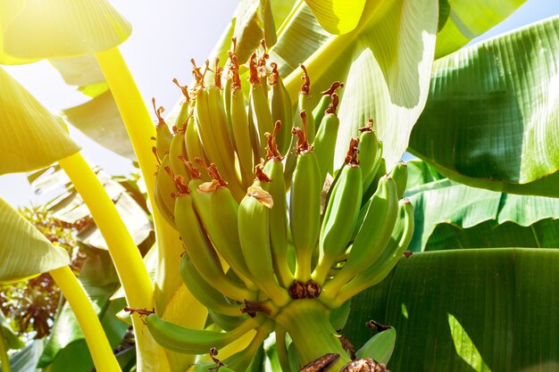 Albero di banane con un mucchio di giovani banane verdi in una giornata di sole.