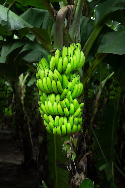 Banana tree with green bananas