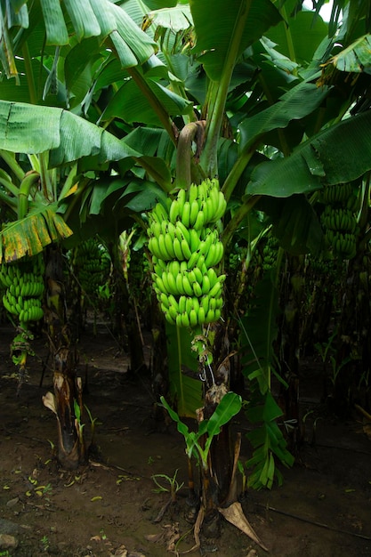 Banana tree with green bananas