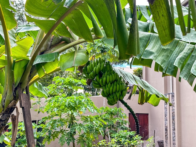 Banana tree with green fruits