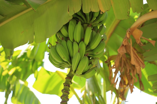 Banana tree with growing bananas