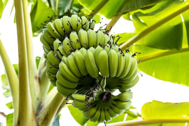 banana tree