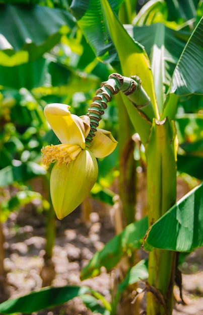 Banana trees Bright sunny day Large juicy green leaves An orchard Decorative tree A banana bud or seeds