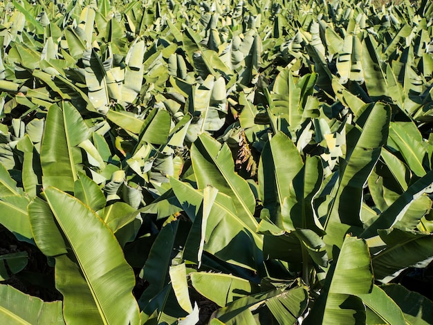 Banana trees close up