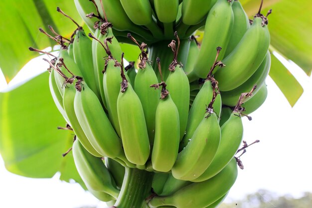 Banana trees in the garden