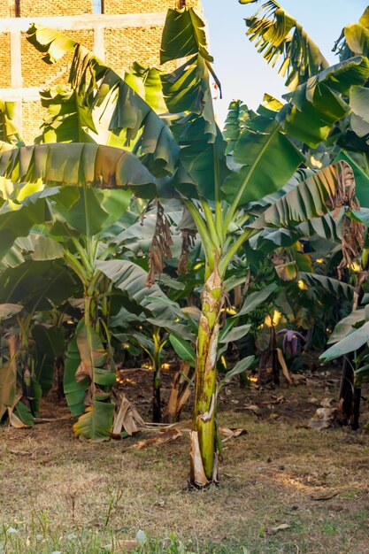 Banana trees growing on the banana plantation