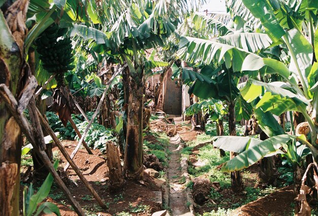 Foto alberi di banane che crescono sul campo