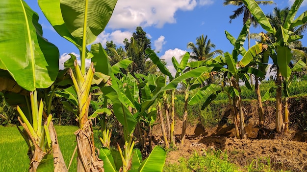 банановые деревья в Индонезии