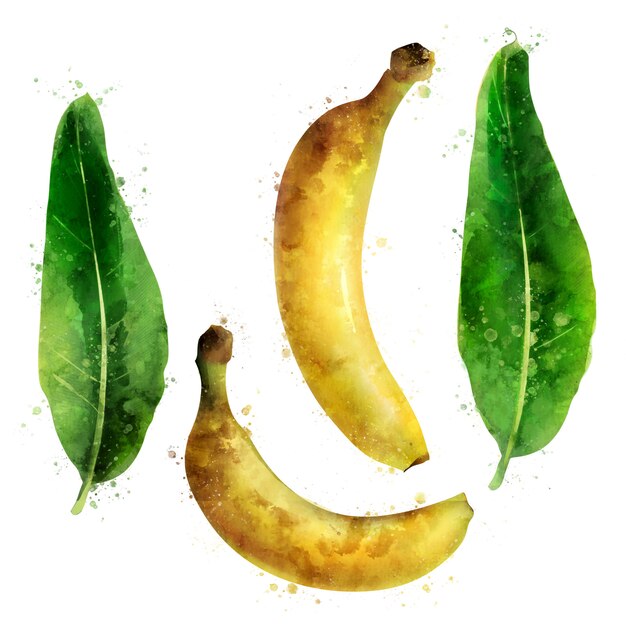 Banana. Watercolor illustration