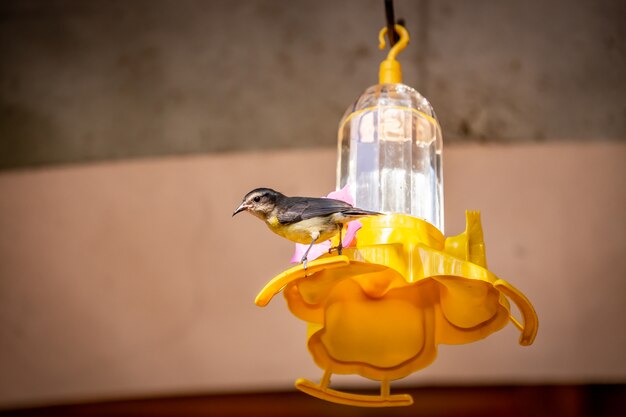 Bananaquits (Coereba Flaveola) AKA Cambacica feeding on a feeder in Brazil coutryside