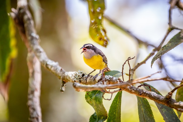 브라질의 시골에서 나무에 바나나 (Coereba Flaveola) 새 서