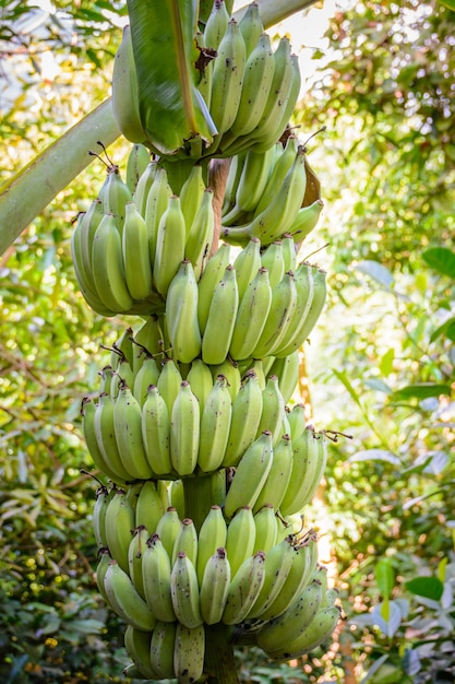 Бананы на банановом дереве в тропическом лесу в парке Янода, город Санья. Остров Хайнань, Китай.