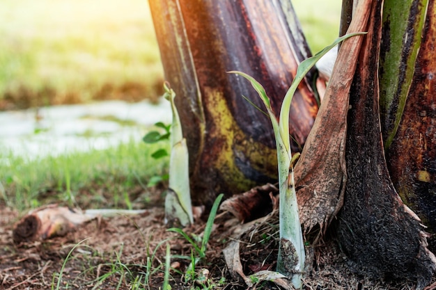 Bananas growing on the ground.