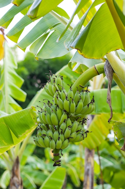 Bananas on the tree in the garden.