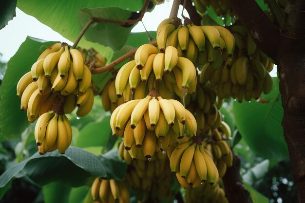 Bananas in a tree plantation