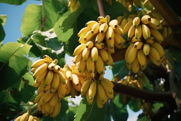 Bananas in a tree plantation