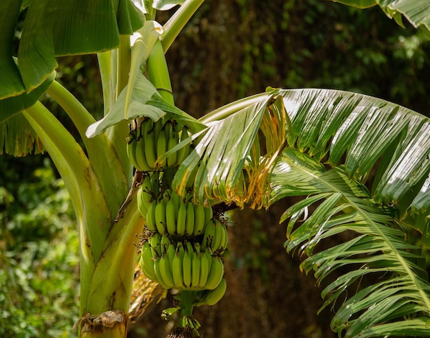 Photo bananas on a tree