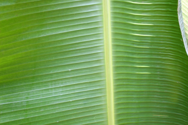 Bananenblad close-up Foto voor de achtergrond