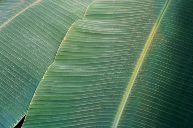 Bananenblad close-up textuur tropisch bananenblad in tropisch jungleklimaat foto van hoge kwaliteit