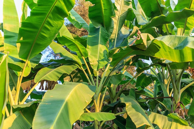 Bananenblad en bananenboom achtergrond