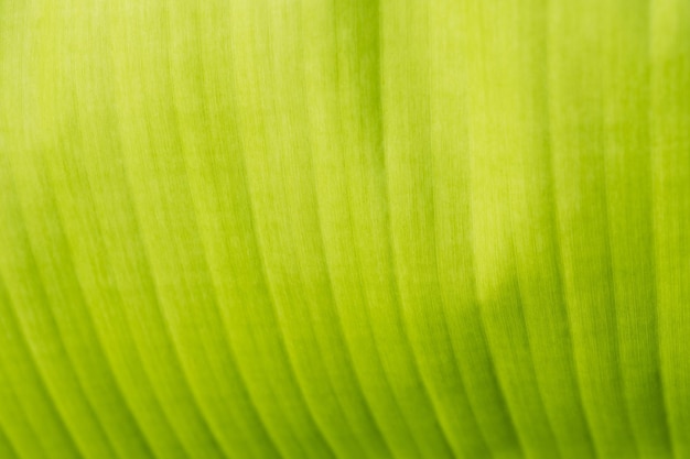 Bananenblad groen laat abstracte achtergrond