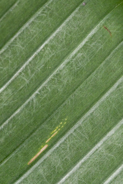 Bananenblad groene textuur