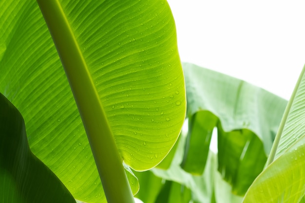 Bananenblad met waterdruppels