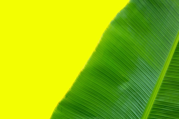 Bananenblad op gele achtergrond.