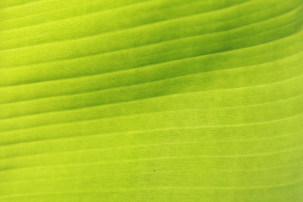 Bananenbladeren textuur achtergrond close-up