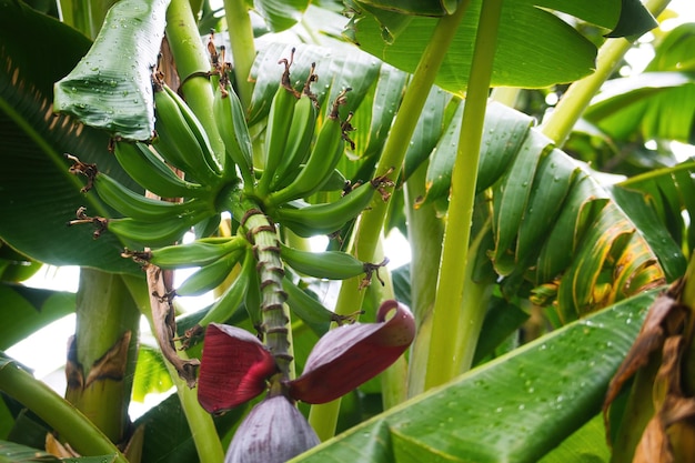 Bananenbloesem aan de boom in de tuin Stockafbeelding