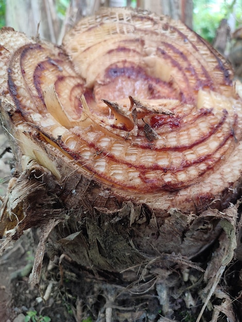 Bananenbomen die in de tuin zijn omgehakt