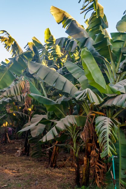 Bananenbomen groeien op de bananenplantage