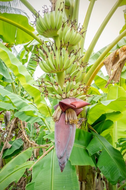 Bananenboom bloesem groene bladeren