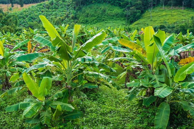 Bananenboom en natuurlandschap