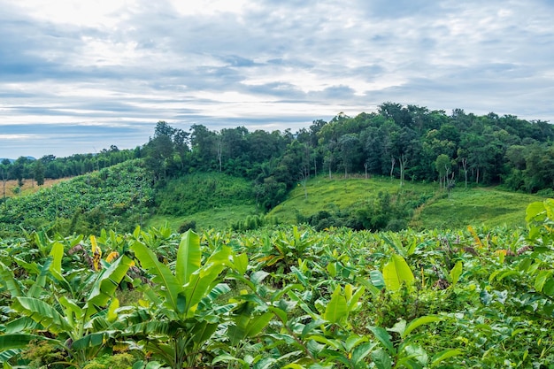 Bananenboom en natuurlandschap