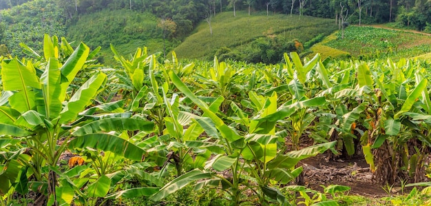 Bananenboom en prachtige berg