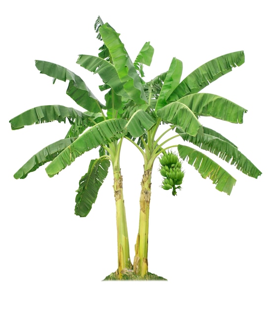 Bananenboom geïsoleerd op witte achtergrond