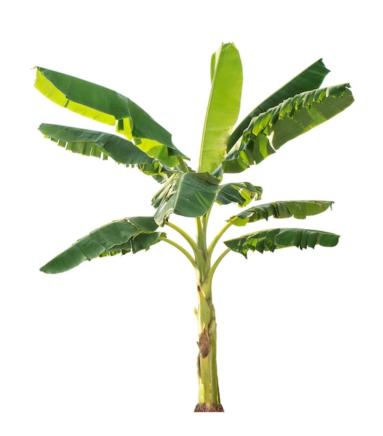 Bananenboom geïsoleerd op witte achtergrond
