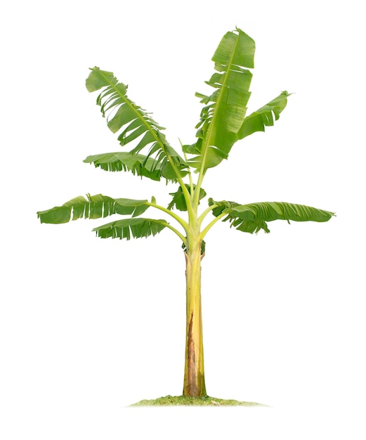 Bananenboom geïsoleerd op witte achtergrond