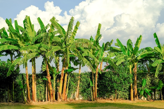 Bananenboom in de tuin