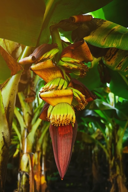 Bananenboom in India