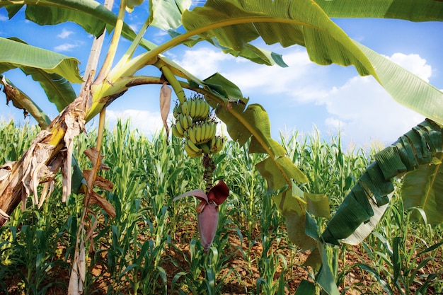 Bananenboom in veld.