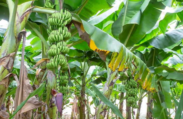 Bananenboom met bos rijpe groene bananen (Turkije - Alanya)