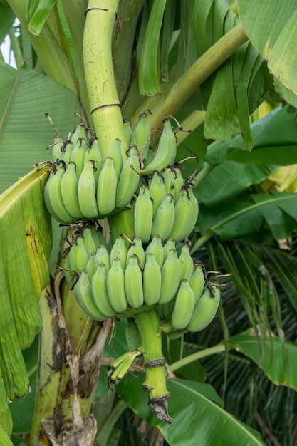 Bananenboom met een bos van bananen